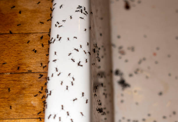 Best Bed Bug Extermination  in Farrell, PA