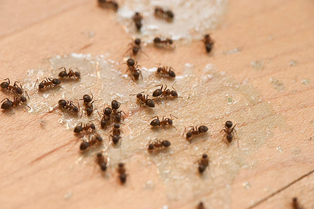 Best Pest Removal Services  in Farrell, PA